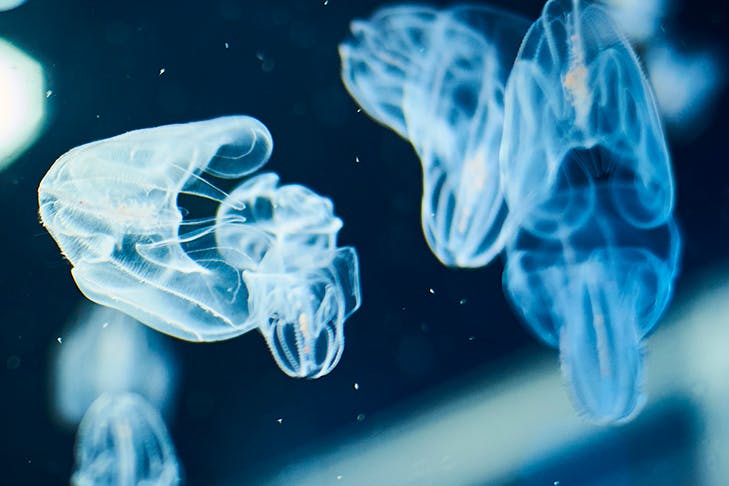 Two translucent blue jellyfish swimming up and down.